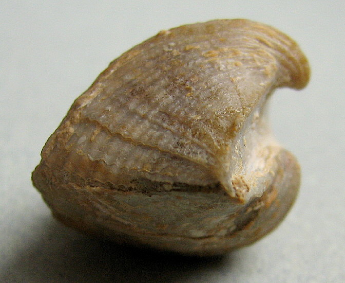 Neospirifer cameratus Morton