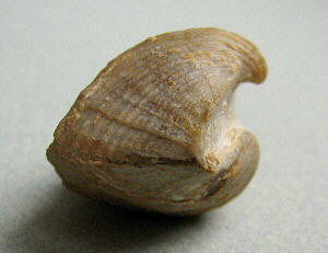 Neospirifer cameratus Morton