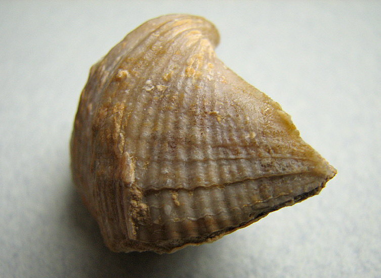 Neospirifer cameratus Morton