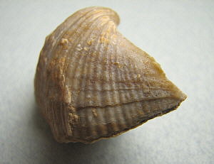 Neospirifer cameratus Morton