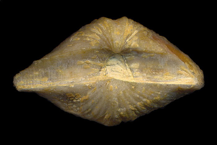 Neospirifer cameratus