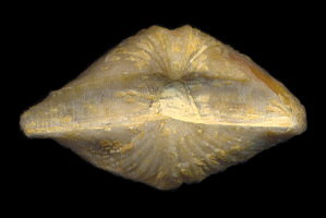 Neospirifer cameratus (beak view)