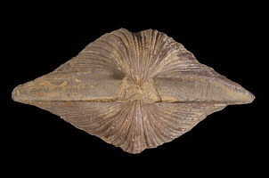 Neospirifer alatus (beak view)