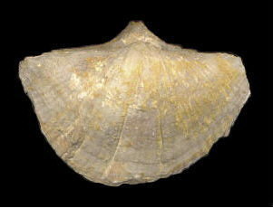 Neospirifer cameratus (brachial view)