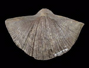 Neospirifer alatus (brachial view)