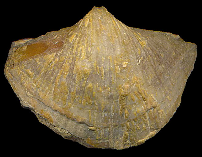 Neospirifer cameratus