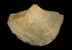 Neospirifer cameratus (pedicle view)