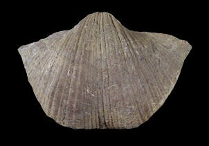 Neospirifer alatus (pedicle view)