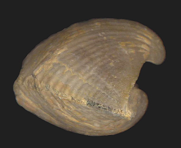 Neospirifer cameratus