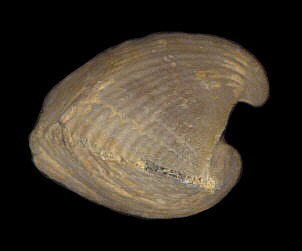 Neospirifer cameratus (side view)