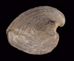 Neospirifer alatus (side view)