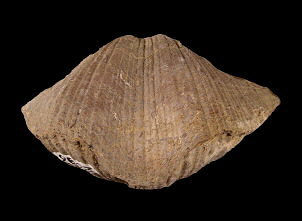 Neospirifer alatus (front view)