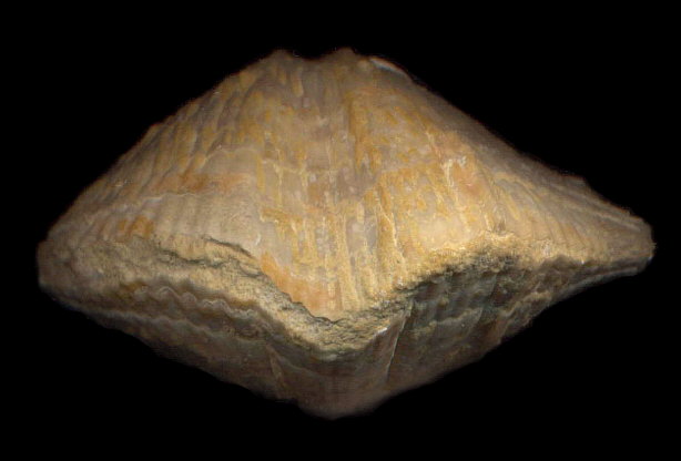 Neospirifer cameratus