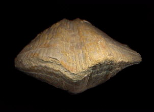 Neospirifer cameratus (front view)