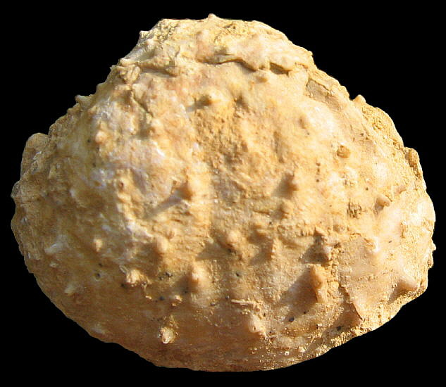 Krotovia karpinskiana Janischewsky