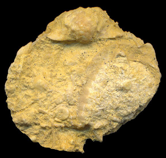 Krotovia karpinskiana Janischewsky