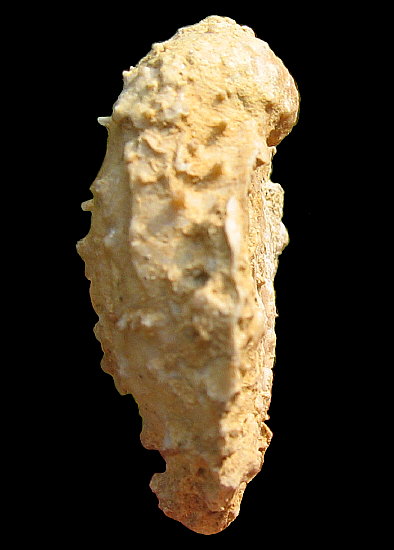 Krotovia karpinskiana Janischewsky