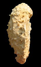 Krotovia karpinskiana Janischewsky