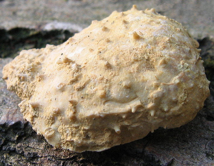 Krotovia karpinskiana Janischewsky