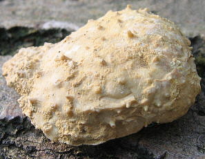 Krotovia karpinskiana Janischewsky