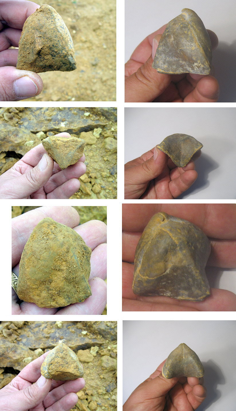 Camerisma pyramidata Lazarev