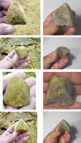 Camerisma pyramidata Lazarev