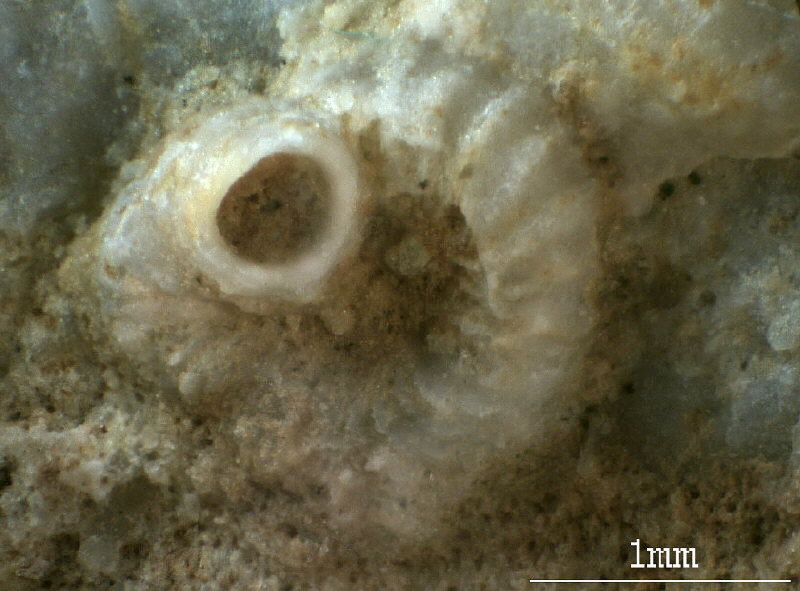 Microconchus sp.
