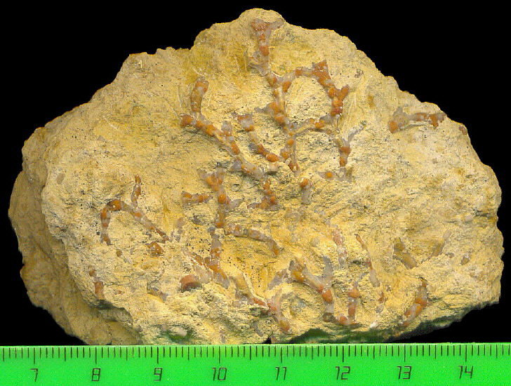 Aulopora macrostoma (Fischer)