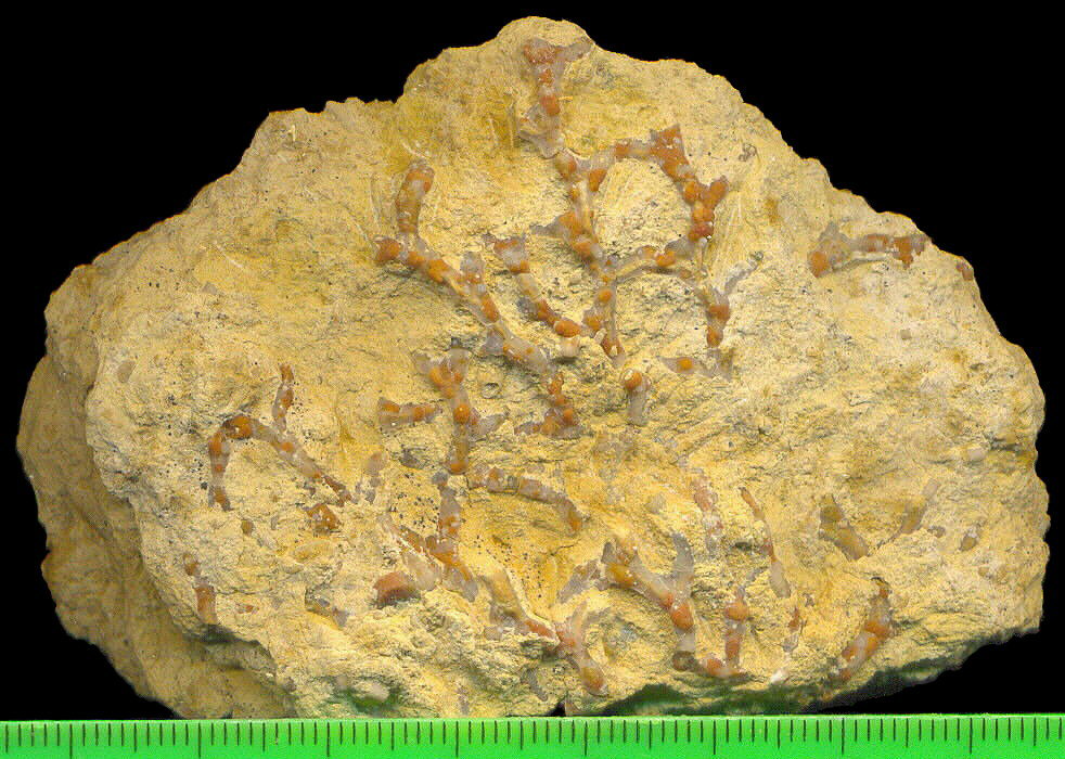 Aulopora macrostoma (Fischer)