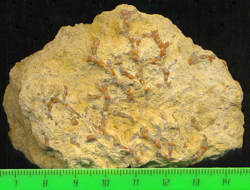 Aulopora macrostoma (Fischer)