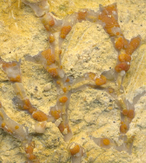 Aulopora macrostoma (Fischer)