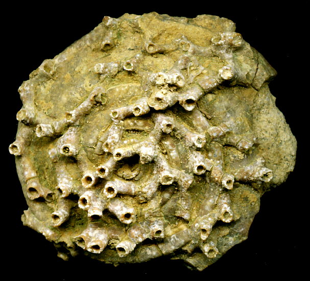 Aulopora macrostoma (Fischer)