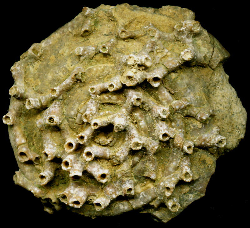 Aulopora macrostoma (Fischer)