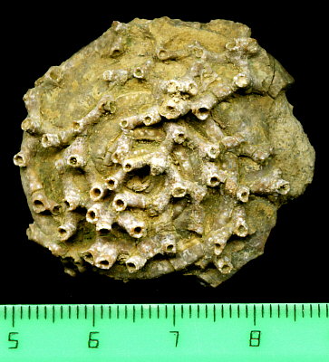 Aulopora macrostoma (Fischer)