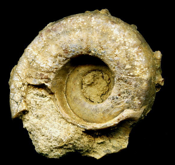 Omphalotrochus canaliculatus Trautschold