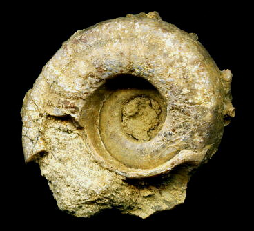 Omphalotrochus canaliculatus Trautschold