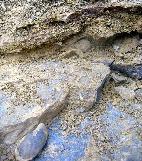 Thin bedded limestone