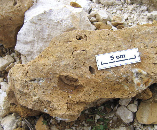 Molds of large gastropods