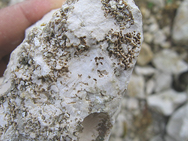 Stylolite surface formed on a bedding plane