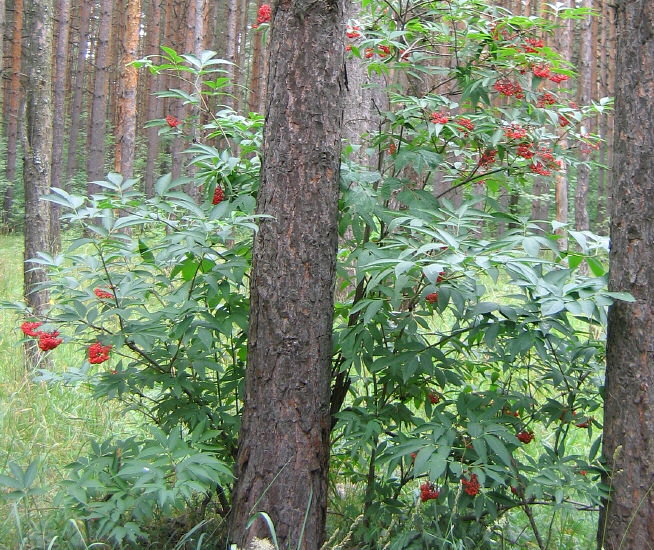 Summer Fossil Hunt in Russia