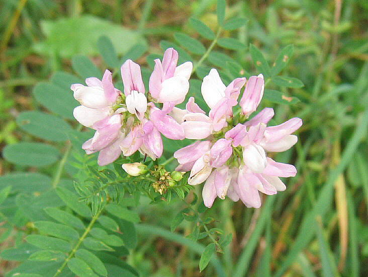 Summer Fossil Hunt in Russia