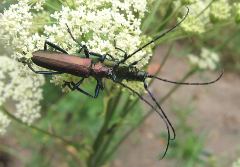 Summer Fossil Hunt in Russia