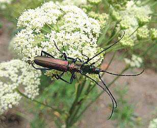 Summer Fossil Hunt in Russia