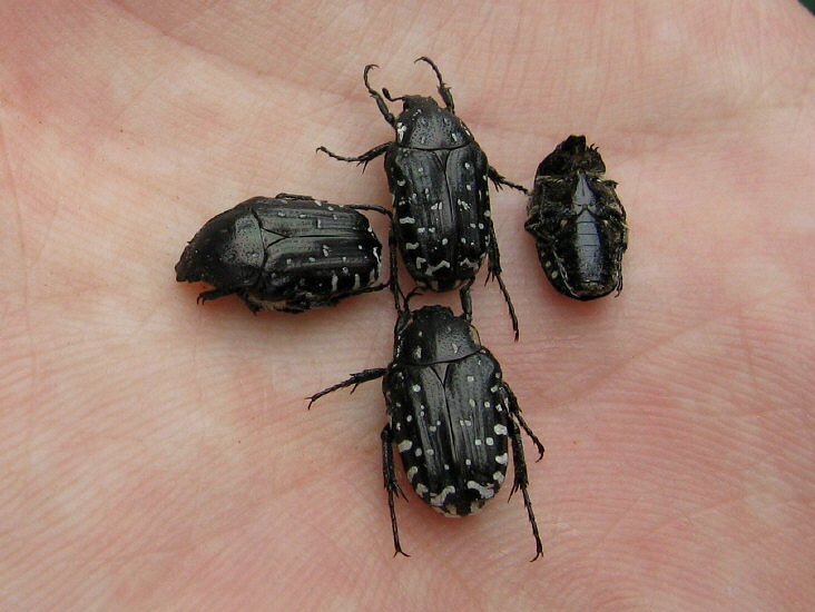 Summer Fossil Hunt in Russia