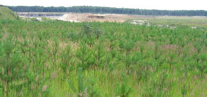 Summer Fossil Hunt in Russia