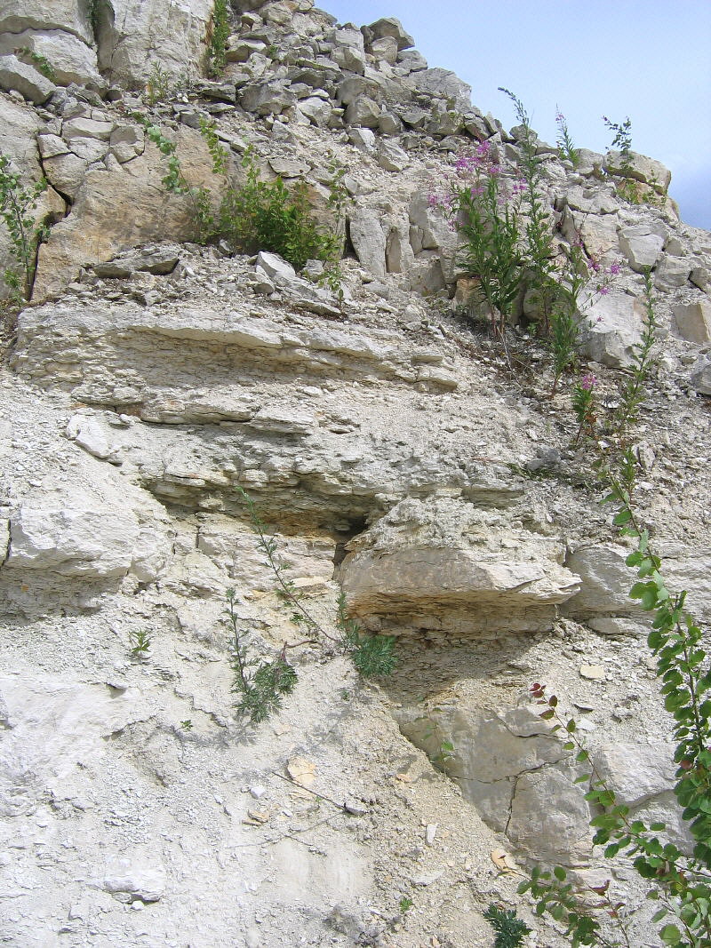 Summer Fossil Hunt in Russia