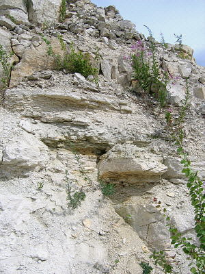 Summer Fossil Hunt in Russia