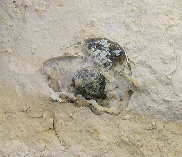 Enteletes lamarckii Fischer 1830