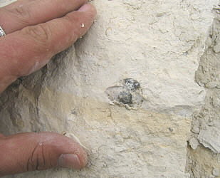 Enteletes lamarckii Fischer 1830