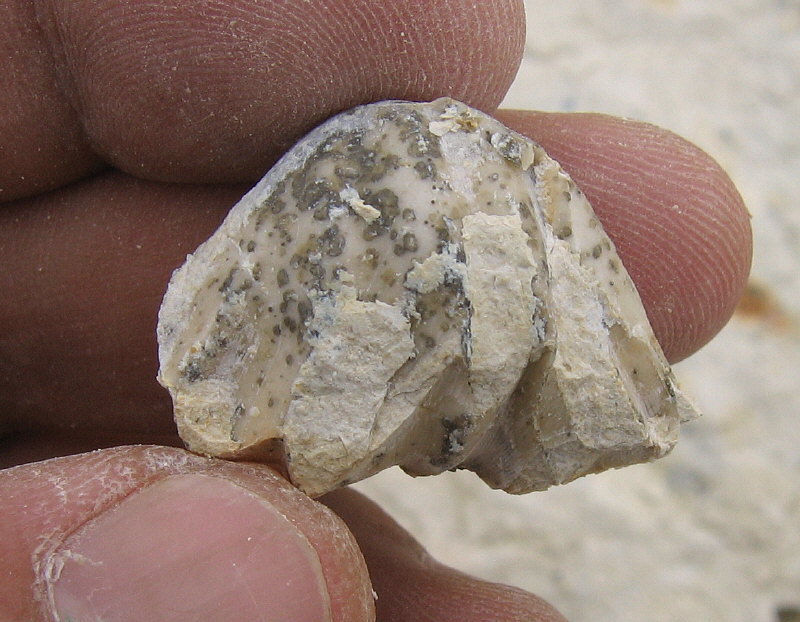 Enteletes lamarckii Fischer 1830